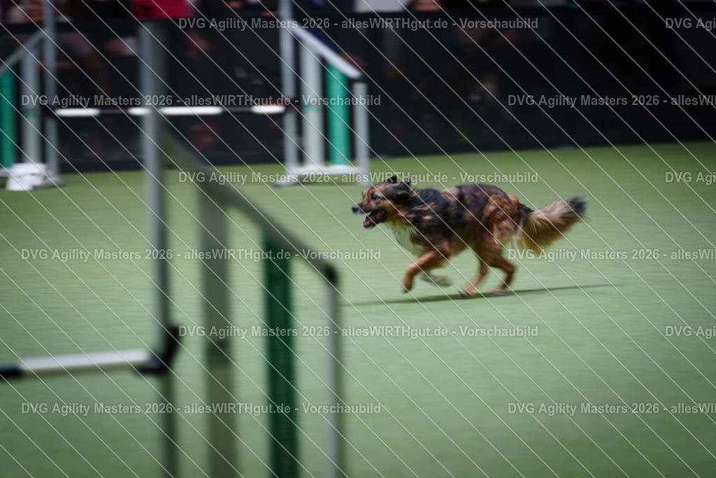 allesWIRTHgut_Tierfotografie-DVG_Agility_Masters_2026-15_03-7R506026 | Professionelle Tierfotografie in Mönchengladbach von Daniel Wirth (allesWIRTHgut). Liebevolle & natürliche Bilder von Hunden & Katzen für unvergessliche Erinnerungen.