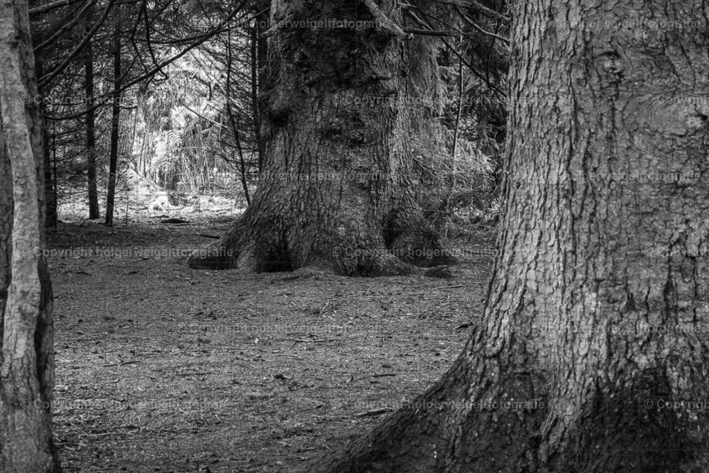 Die dicken Nadelbäume | Kaufen sie online außergewöhnliche Fotografien auf Leinwand Acrylglas Fotoprint Aludibond von holgerweigeltfotografie - Realisiert mit Pictrs.com