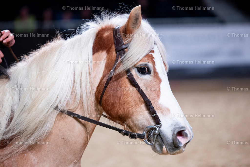 TH_Marius Schneider_ Bent Branderup_ Ute Anhang_26962 | EQUITANA 2025 am 09.03.25 in Essen