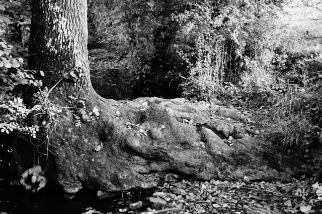 Baum Füße 9 | ARDT Foto Kunst