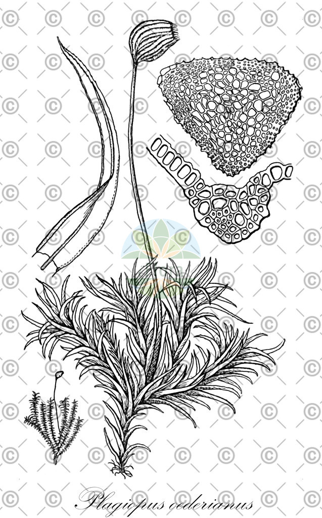 HistAbb_wfo-0000890900_1_ENZY_Simple | Historische Abbildung von Plagiopus oederianus - Bartramiaceae | Historical Illustration of Plagiopus oederianus - Bartramiaceae