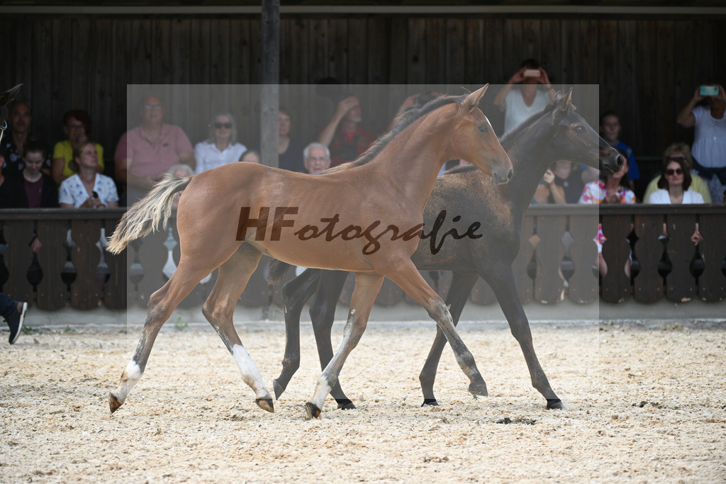 Stuten mit Fohlen_36240395 | hf-fotografie - Realisiert mit Pictrs.com