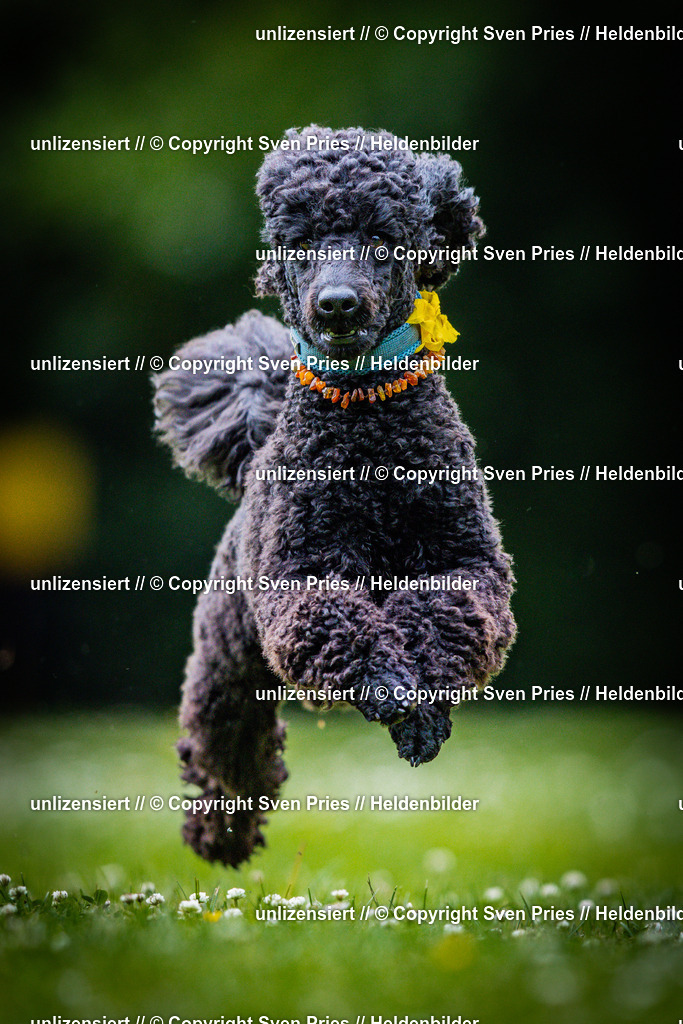 Sven Pries | 2025-05-29 - Pudelrennen KA-Durlach - Realisiert mit Pictrs.com