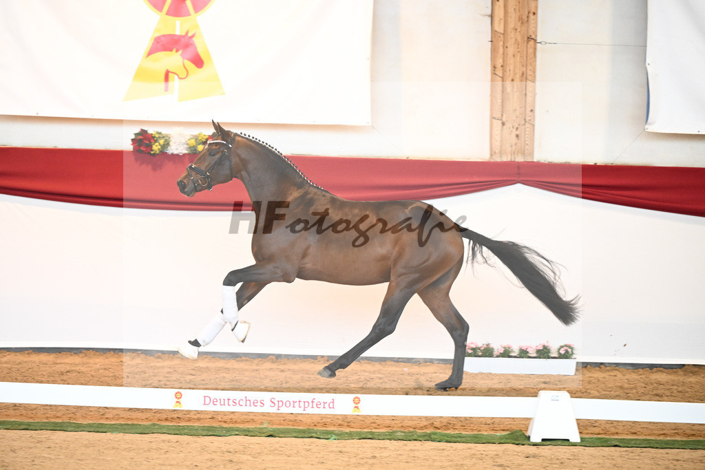 Kat-Nr. 40 Monte Carlo TC x Finest_Gestuet Greim_43230359 | hf-fotografie - Realisiert mit Pictrs.com