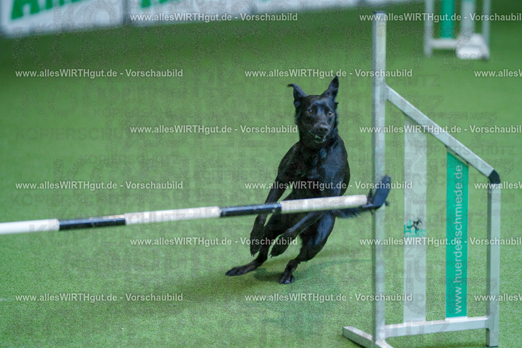 @allesWIRTHgut_Tierfotografie - www.allesWIRTHgut.de - 2604261352-7R502868 | Professionelle Tierfotografie in Mönchengladbach von Daniel Wirth (allesWIRTHgut). Liebevolle & natürliche Bilder von Hunden & Katzen für unvergessliche Erinnerungen.