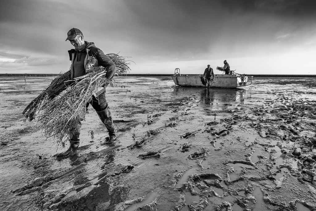 Lahnungsarbeiten des LKN.SH im Watt vor Pellworm © Holger Rüdel | Der Online-Shop von Holger Rüdel. Ausgewählte Fotografien als FineArt-Prints bestellen: Bildreportagen, Landschaften, Wildlife, History, Infrarot-Motive in Schwarzweiß und Verschiedenes.  - Realisiert mit Pictrs.com