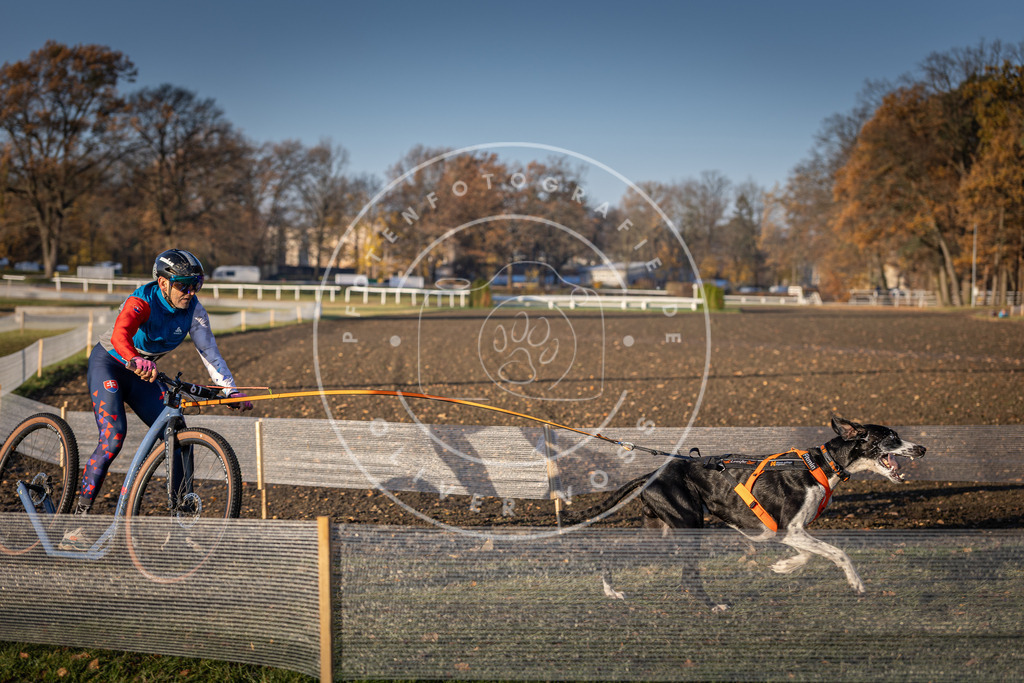 CaniXpix_DV3A0844 | Hundefotografie, Tierfotograf, Pfotenfotografie, Fotoshooting Hund, Hunde Portrait, Hundesport, Hundeportraits, Heideshooting, Hunde, Sportfotograf, Hundefotograf, Turnierhundsport, THS,  - Realisiert mit Pictrs.com