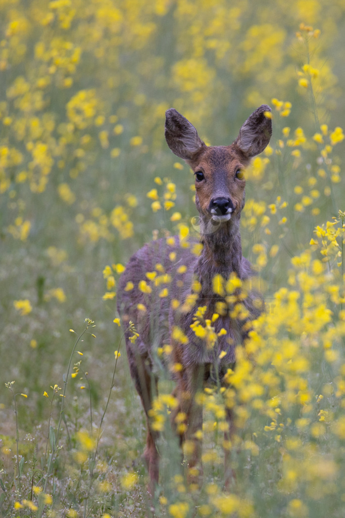 20220508052037-2 | Der Bildershop von www.natur-focus.de bietet ihnen den einfachen Kauf von Bildmaterial per Download aus allen Bereichen der Natur. In den Galerien finden sie Landschaftsfotos, Tierbilder und natürlich auf Pflanzenfotos. - Realisiert mit Pictrs.com
