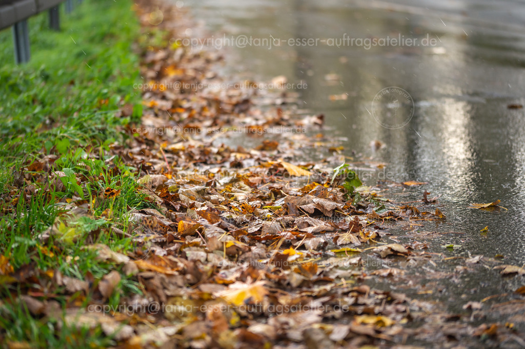 Bild zeigt Nässe und Herbstlaub auf einer Bundesstraße | Eine mit Herbstlaub bedeckte Fahrbahn bei Regen kann zu einer Rutschgefahr für den Verkehr werden, insbesondere für Motorradfahrer. Regentropfen und Blätter auf einer Bundesstraße im Sauerland. 