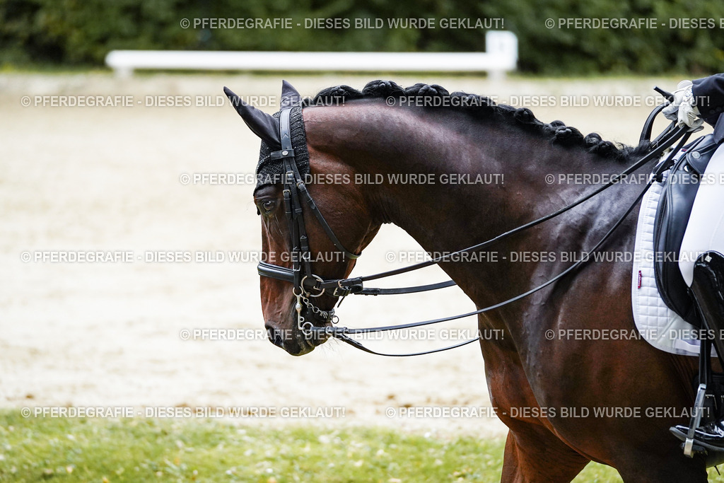 DSC09835 | Pferdegrafie