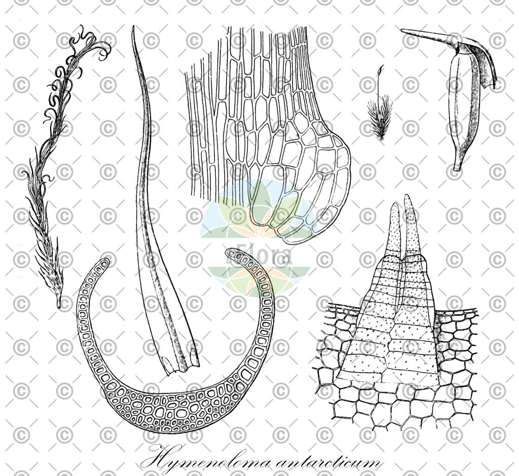HistAbb_5282_1_ENZY_Simple | Historische Abbildung von Hymenoloma antarcticum - Hymenolomataceae | Historical Illustration of Hymenoloma antarcticum - Hymenolomataceae