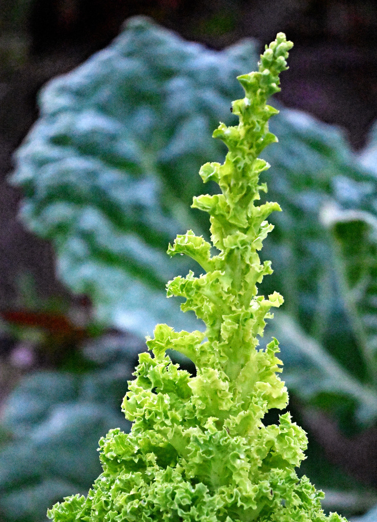 Salat01h | lucisnaturbilder - Realisiert mit Pictrs.com