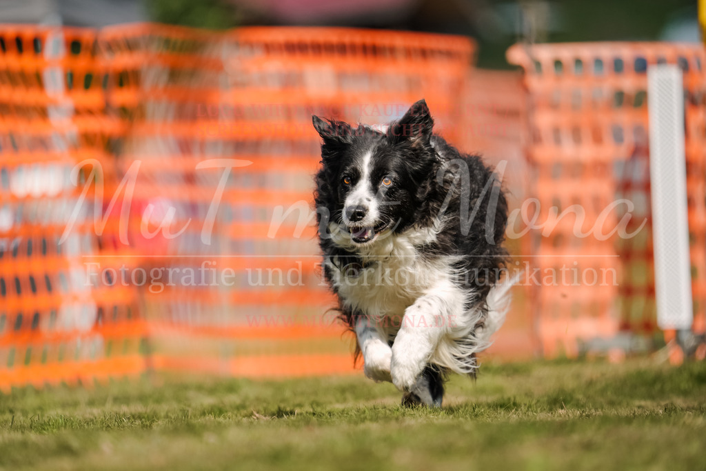20250928_Hunderennen-579 | MuT (Mensch und Tier) mit Mona - Fotografie und Tierkommunikation - Realisiert mit Pictrs.com
