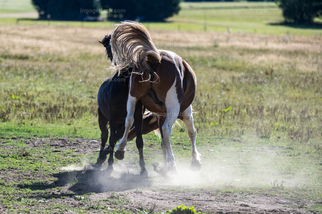kämpfende Islandhengste | Ingo Gerlach