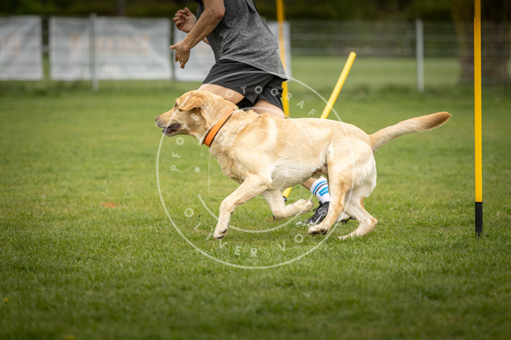 Pfotenfotografie_DV3A9635 | Hundefotografie, Tierfotograf, Pfotenfotografie, Fotoshooting Hund, Hunde Portrait, Hundesport, Hundeportraits, Heideshooting, Hunde, Sportfotograf, Hundefotograf, Turnierhundsport, THS,  - Realisiert mit Pictrs.com