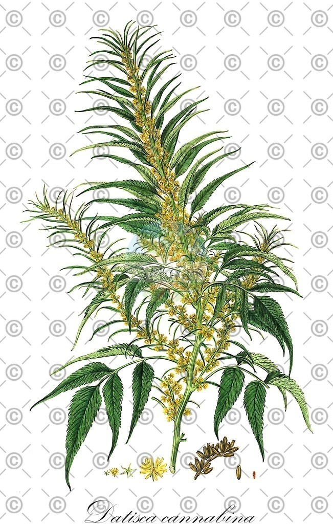 HistAbb_wfo-0000765137_1_ENZY_Simple | Historische Abbildung von Datisca cannabina - Datiscaceae | Historical Illustration of Datisca cannabina - Datiscaceae