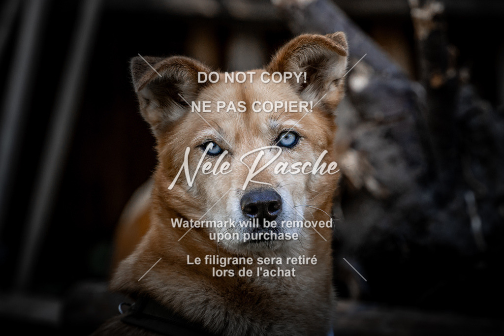 nelerasche_slaw24Sa_172 | nelerasche