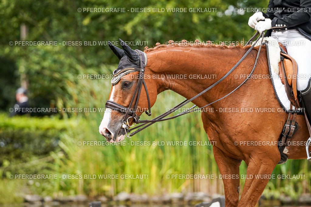 DSC06552 | Pferdegrafie