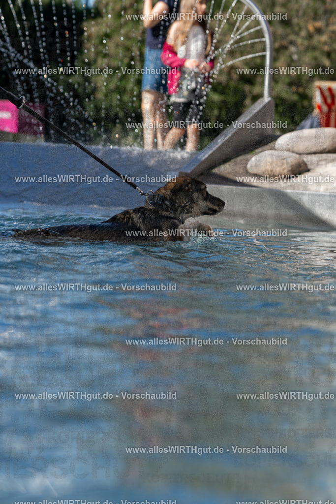 Hundeschwimmen_Volksbad_2026-allesWIRTHgut_Tierfotografie-2609061158-FAY06342 | Professionelle Tierfotografie in Mönchengladbach von Daniel Wirth (allesWIRTHgut). Liebevolle & natürliche Bilder von Hunden & Katzen für unvergessliche Erinnerungen.