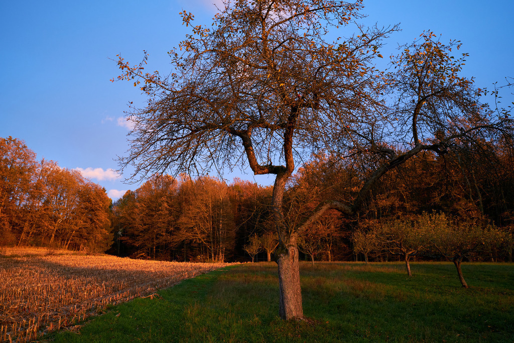 Streuobstwiese und Waldrand im roten Abendlicht | Austria - November 05, 2022: Streuobstwiese und Waldrand im roten Abendlicht. - Realisiert mit Pictrs.com