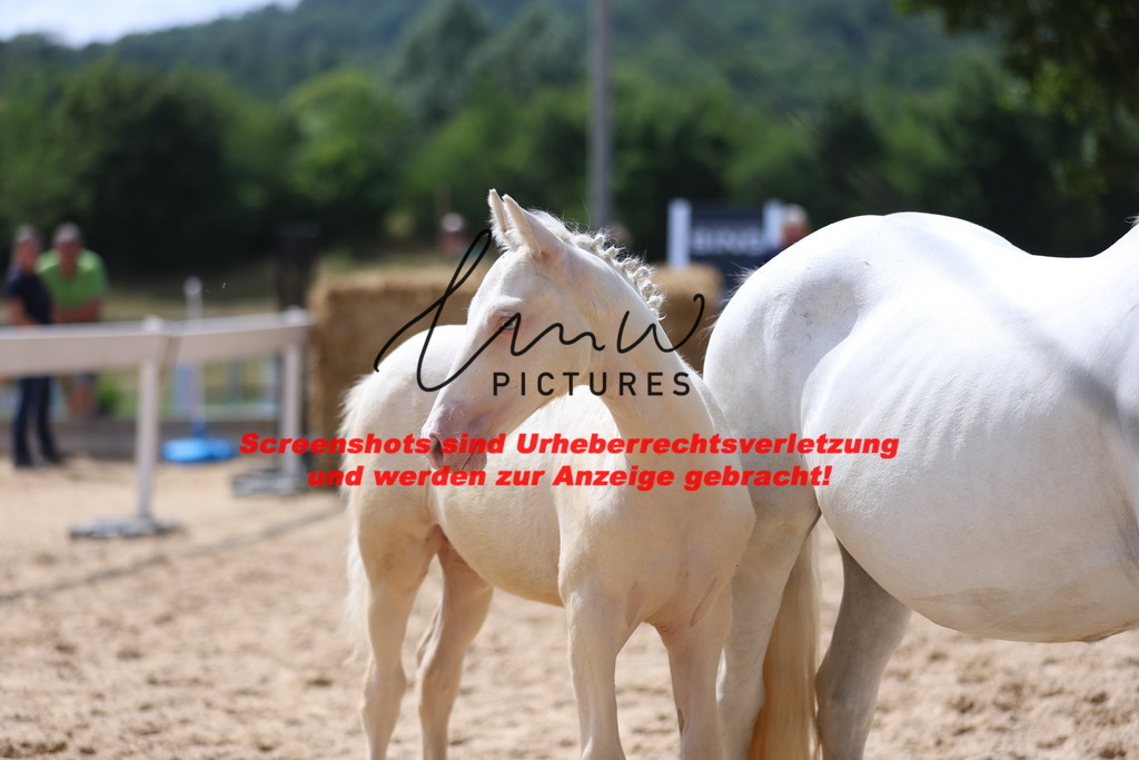 Fohlenschau_Schwäbisch_Hall_Ponys_KN 41_8 | lmwpictures - Realisiert mit Pictrs.com