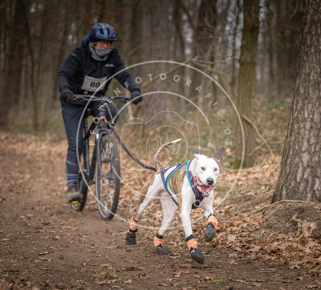 Pfotenfotografie_DV3A5683 | Hundefotografie, Tierfotograf, Pfotenfotografie, Fotoshooting Hund, Hunde Portrait, Hundesport, Hundeportraits, Heideshooting, Hunde, Sportfotograf, Hundefotograf, Turnierhundsport, THS,  - Realisiert mit Pictrs.com
