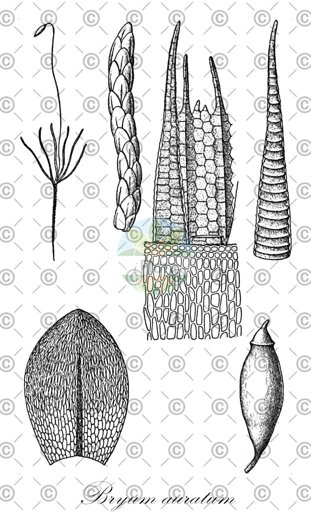 HistAbb_wfo-0000573378_1_ENZY_Simple | Historische Abbildung von Bryum auratum - Bryaceae | Historical Illustration of Bryum auratum - Bryaceae