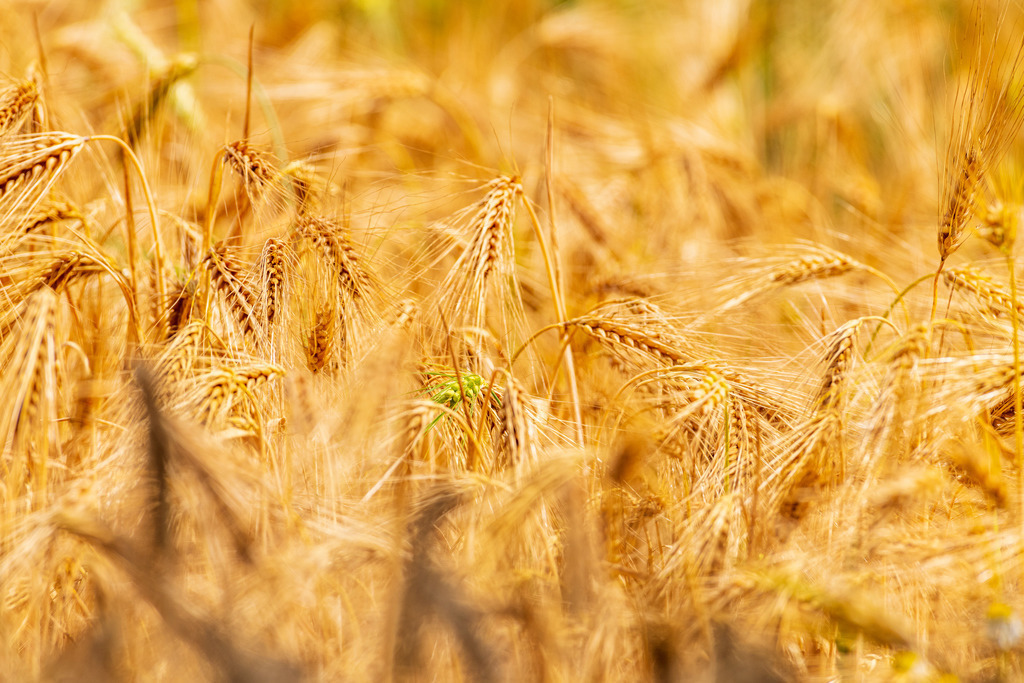 2022_06_30_KORNFELD_MCP0223 | Hochwertig gedruckte Fotografien für die Wand, als Kalender und zum Verschenken. Hamburg & Norddeutschland und überall wo ich mit der Kamera unterwegs war.