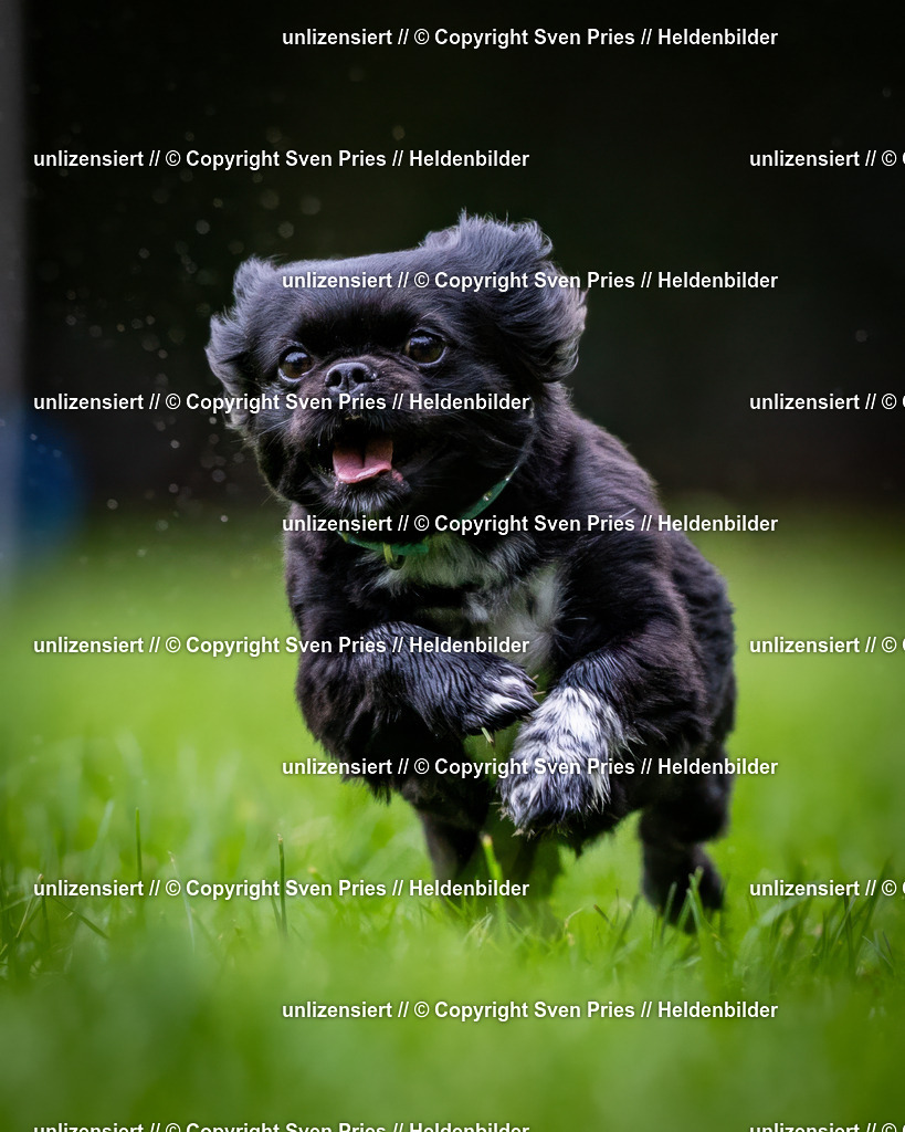 Sven Pries | 2024-10-19 - Hunderennen Ober-Grombach - Realisiert mit Pictrs.com