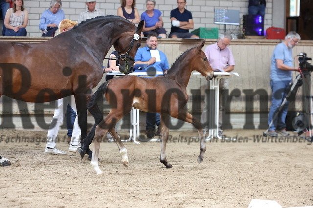 Weilheim_2024_Dressurbetonte_Hengstfohlen_KN_16 (18) | Alle Fotos der Reiterjournal Fotografin Doris Matthaes im Reiterjournal Online-Fotoshop. - Realisiert mit Pictrs.com