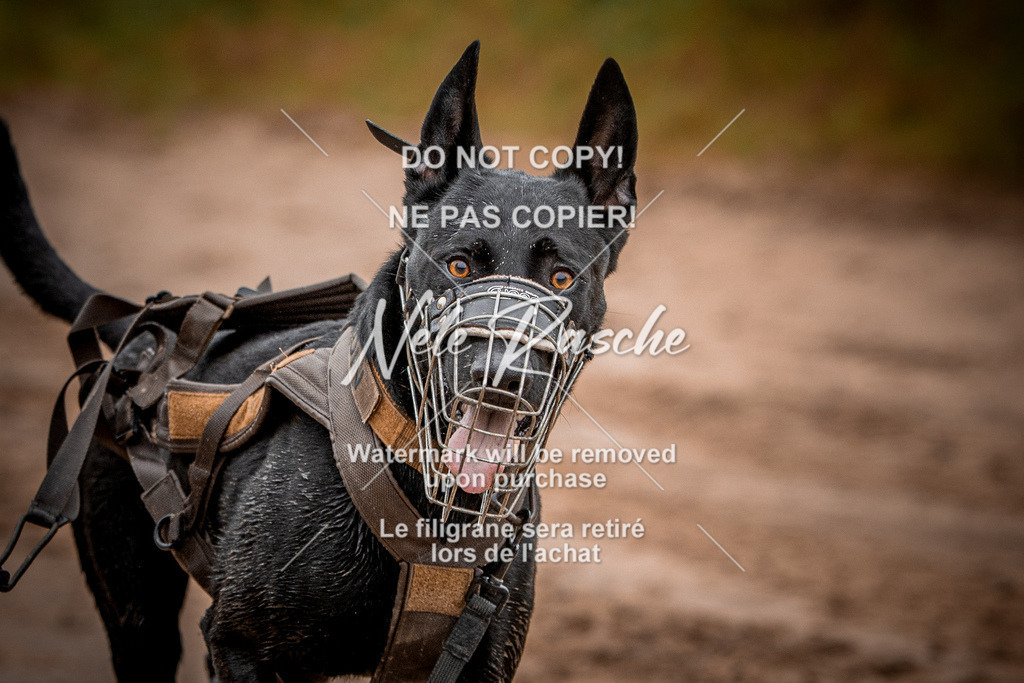 nelerasche_Creepy2025_Sa11-12_48 | nelerasche