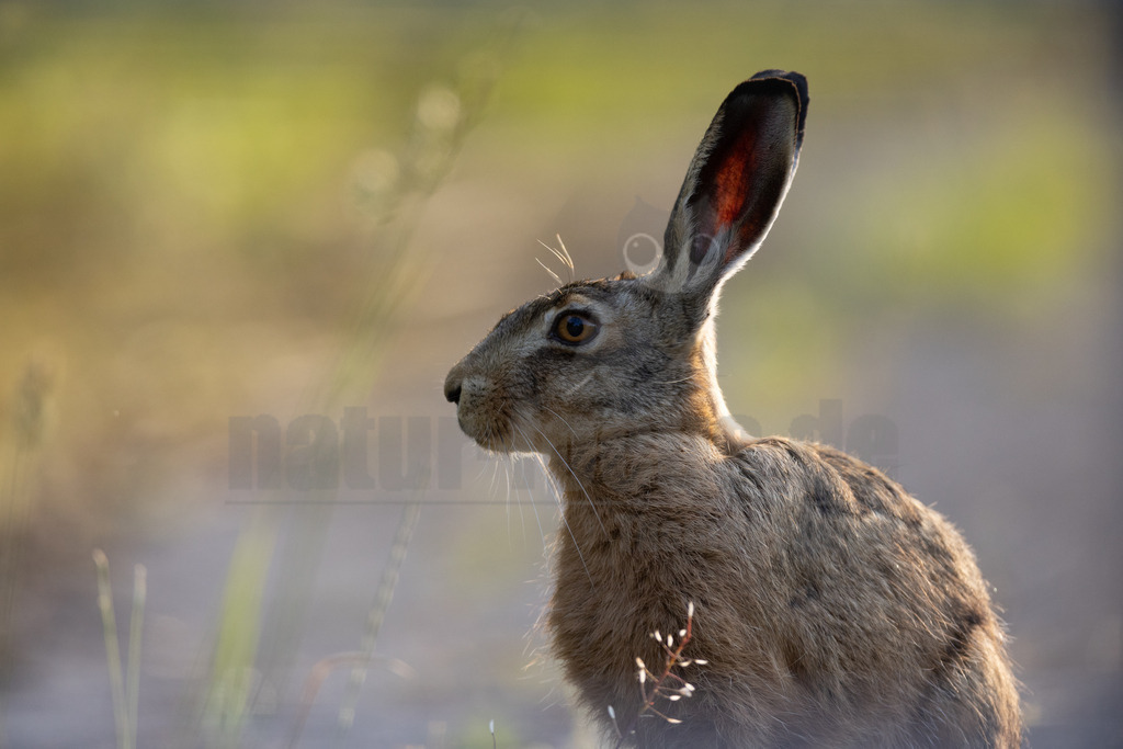 20220612191424 | Der Feldhase, kurz auch Hase genannt, ist ein Säugetier aus der Familie der Hasen. Die Art besiedelt offene und halboffene Landschaften. Das natürliche Verbreitungsgebiet umfasst weite Teile der südwestlichen Paläarktis; durch zahlreiche Einbürgerungen kommt der Feldhase heute jedoch auf fast allen Kontinenten vor. - Realisiert mit Pictrs.com