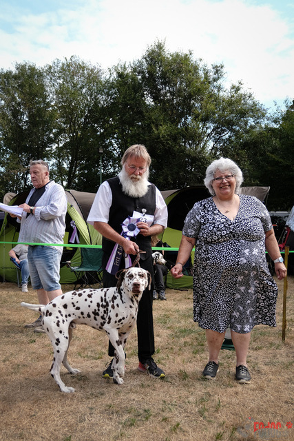 Dalmatiner Hilden | Dalmatiner, Regionalgruppenausstellung Regio West Hilden. Richterin Sivia Weber-Martegani.  in Hilden  03.09.2022 Foto: Leo Wyden