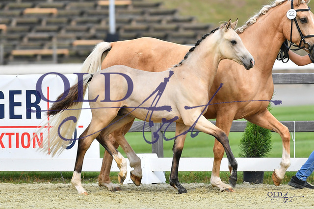 22 DE433330378323 FRE Just Wimphof - Quantensprung - Floriscount_DSC_0021 Kopie | <meta name="description" content="★Offizieller Merchandise und Foto-/Videostore des Oldenburger Verbandes.★ ✅Jetzt auch digital Ausdrucke erhältlich." />
<meta name="keywords" content="Merchandise Foto-/Videostore Oldenburger Verband Photographie 