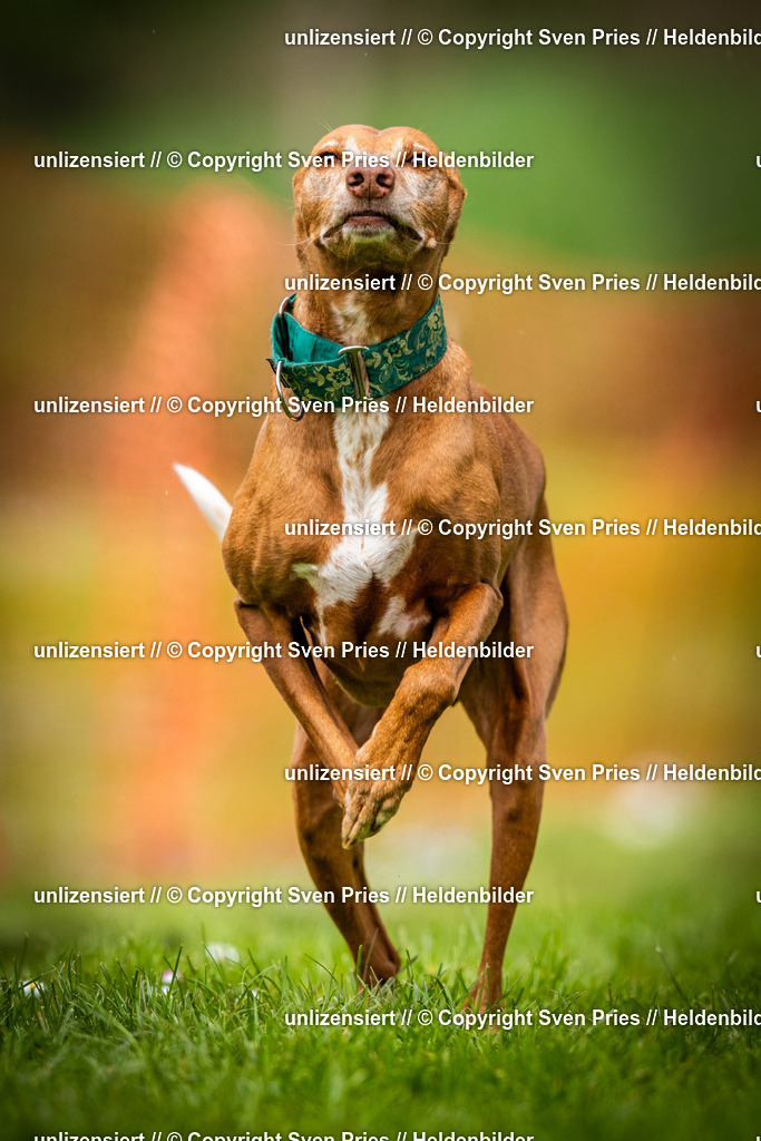 Sven Pries | 2025-04-13 - Hunderennen Baden-Baden - Realisiert mit Pictrs.com