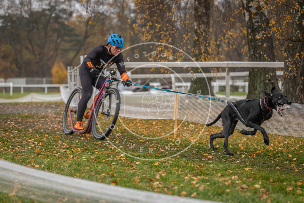 CaniXpix_DV3A7361 | Hundefotografie, Tierfotograf, Pfotenfotografie, Fotoshooting Hund, Hunde Portrait, Hundesport, Hundeportraits, Heideshooting, Hunde, Sportfotograf, Hundefotograf, Turnierhundsport, THS,  - Realisiert mit Pictrs.com