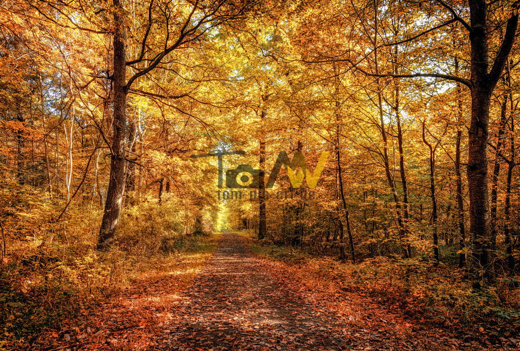 Herbst im Stadtwald Stuttgart-----Höhenweg in Zuffenhausen | Das Bild zeigt einen Waldweg im Herbst, der durch einen Laubwald mit leuchtend gelben und orangefarbenen Blättern führt. Die Szene fängt die typische Atmosphäre eines "Goldenen Oktobers" ein. Jahreszeit: Die intensive Blattfärbung ist ein charakteristisches Merkmal des Herbstes. Das Bild wurde in der Region Stuttgart aufgenommen, die im Herbst für ihre Farbenpracht bekannt sind, wie zum Beispiel die Weinberge oder der Höhenpark Killesberg. Naturphänomen: Die Verwandlung der Blätter von Grün in verschiedene Gelb-, Orange- und Rottöne ist ein natürlicher Prozess.  - Realisiert mit Pictrs.com