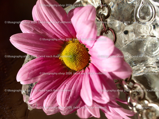 titusgraphy_PA292467-vz-ln | titusgraphy-shop: Geschenkideen mit Qualitätsfotos. titusgraphy-shop: gift ideas with quality photos. titusgraphy-shop: idées cadeaux avec photos de qualité.  - Realisiert mit Pictrs.com