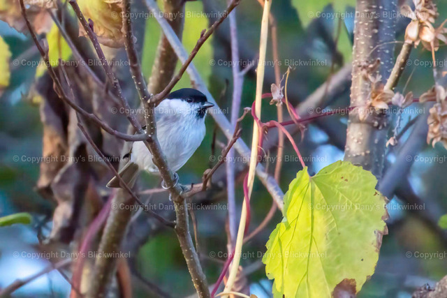 201784 | Tierfotografie, Tierkalender, Tierbilder, Insekten, Spinnen, Vögel, Schmetterling, Libellen, Leinwand, Colorkey, Qualität, Geschenkartikel, Geschenk - Realisiert mit Pictrs.com