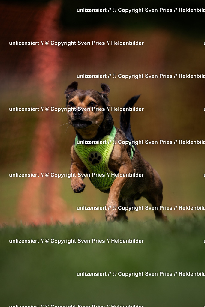 Sven Pries | 2024-04-21 - Hunderennen Baden-Oos
Foto: Sven Pries - Realisiert mit Pictrs.com