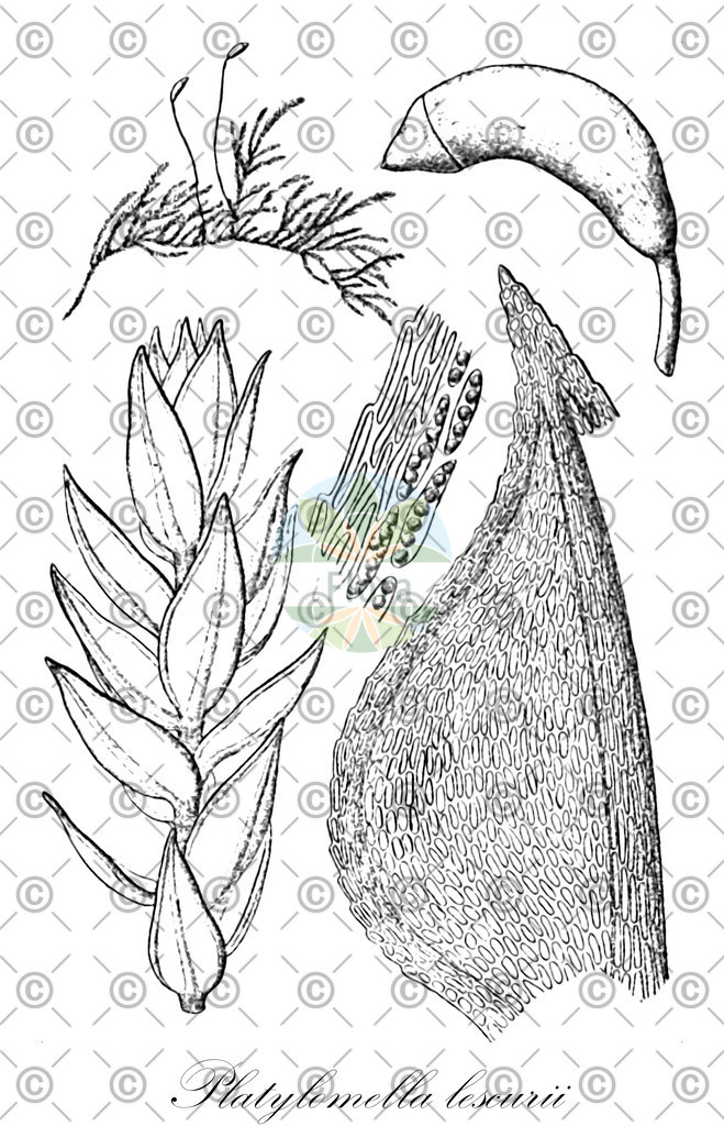 HistAbb_wfo-0000009205_1_ENZY_Simple | Historische Abbildung von Platylomella lescurii - Leskeaceae | Historical Illustration of Platylomella lescurii - Leskeaceae