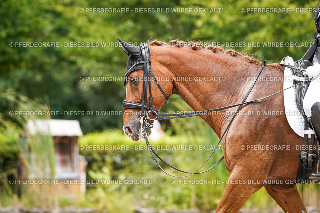 DSC05376 | Pferdegrafie