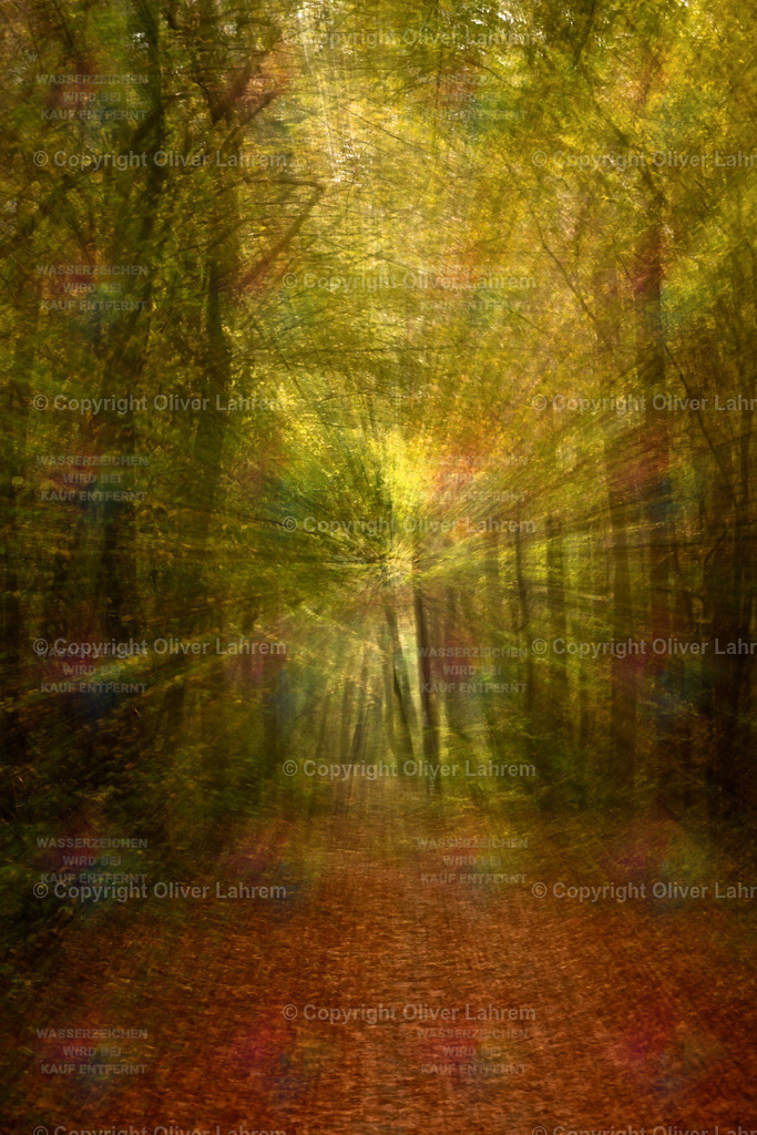 Die Strahlkraft des Waldes | Die Fotografie zeigt von Laub bedeckten Weg, der durch einen Herbstwald in all seinen bunten Farben führt., Durch einen Knalleffekt wirkt es, als ob einem all die schönen Farben entgegen fliegt.