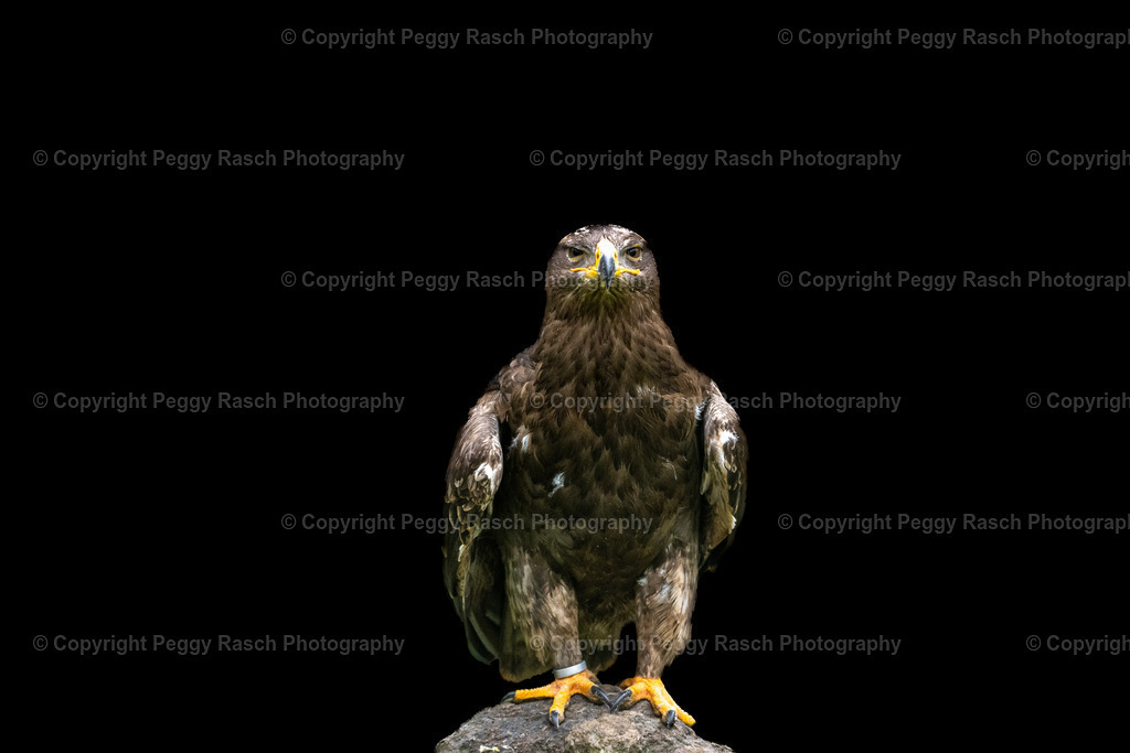 Vogelpark_Niendorf_April_2023 (19) | PeggyRaschPhotography - Realisiert mit Pictrs.com