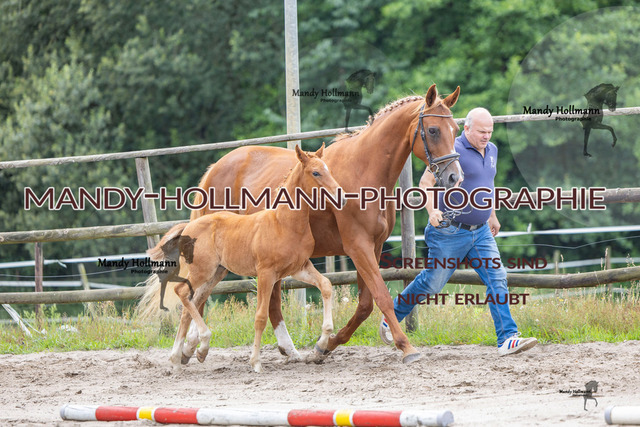 Hexenberg-180 | mandyhollmannphotographie