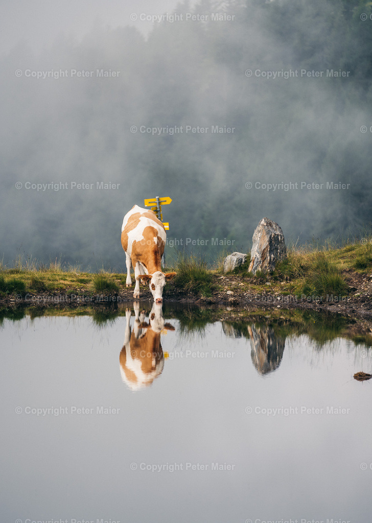 Kathi_Knappensee_Leppner_Alm_24-1184 | piet_flosse