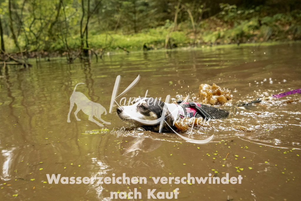 1210_ZZ92944-Bearbeitet | kk-dogfotos