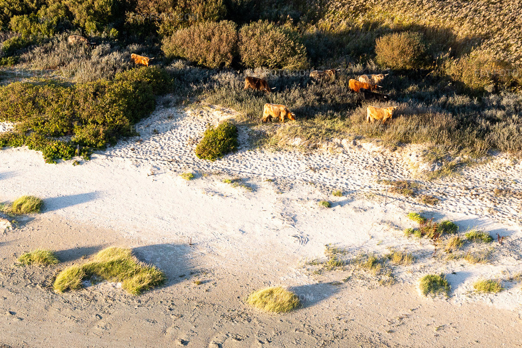 Aerial view: Cattle in the dunes in Fanø in the state South Denmark, Denmark.Photo: IMG_118931.jpg taken on 09/21/2019 by Werner Riehm/FLY-FOTO.comResolution of the original: 2719 x 1813 px