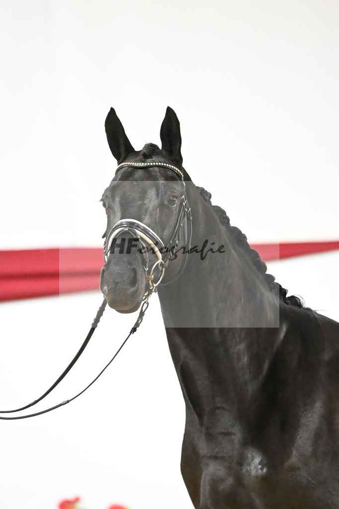 Kat-Nr. 72 v. Maracana_Tanner_63222089 | hf-fotografie - Realizzato con Pictrs.com