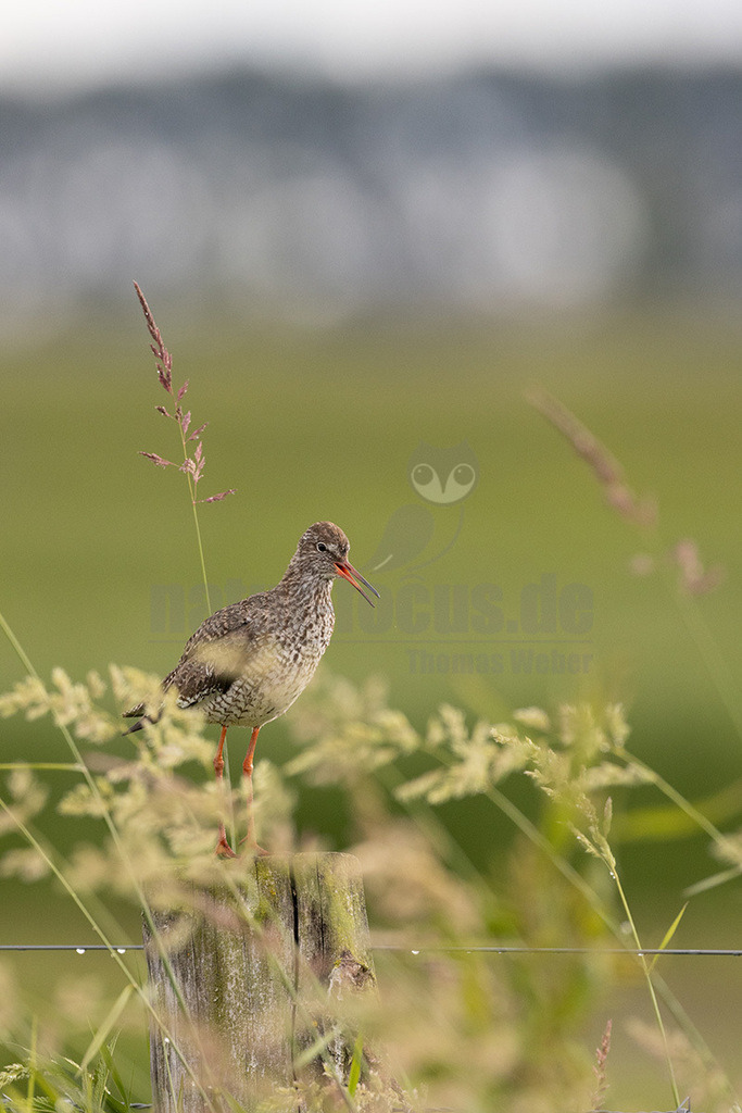 R5NF8701_20240612 | Der Rotschenkel (Tringa totanus) ist eine Vogelart aus der Familie der Schnepfenvögel (Scolopacidae). Er ist ein Brutvogel über weite Bereiche Eurasiens. Zu seinem Lebensraum gehören die mediterrane bis boreale Zone, und er kommt in Asien auch in Steppen- und Wüstengebieten vor. In Mitteleuropa sind Schwerpunkte seiner Verbreitung die Küsten und das küstennahe Tiefland. Im Binnenland kommt er nur inselartig in kleinen Populationen vor und im Süden Mitteleuropas ist er auf Restvorkommen reduziert. - Realisiert mit Pictrs.com